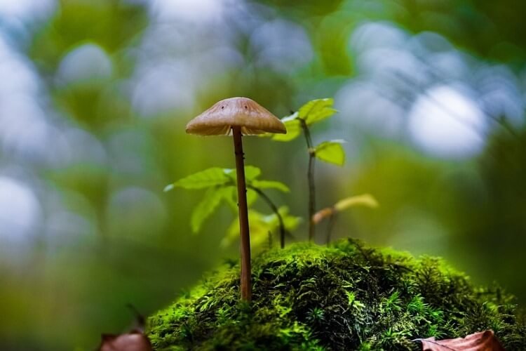 Mushroom on moss